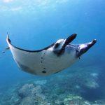 11 Protected Mobula Rays Seized in Bali Amid Marine Conservation Concerns