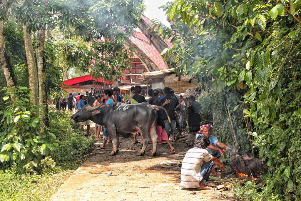 A buffalo walks through a Toraja village during a traditional ceremony in rural Sulawesi, Indonesia.