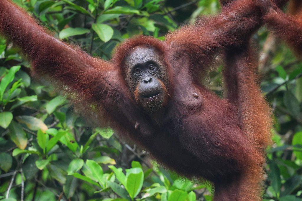 A female Bornean orangutan stretches her arms between branches in a dense tropical rainforest.