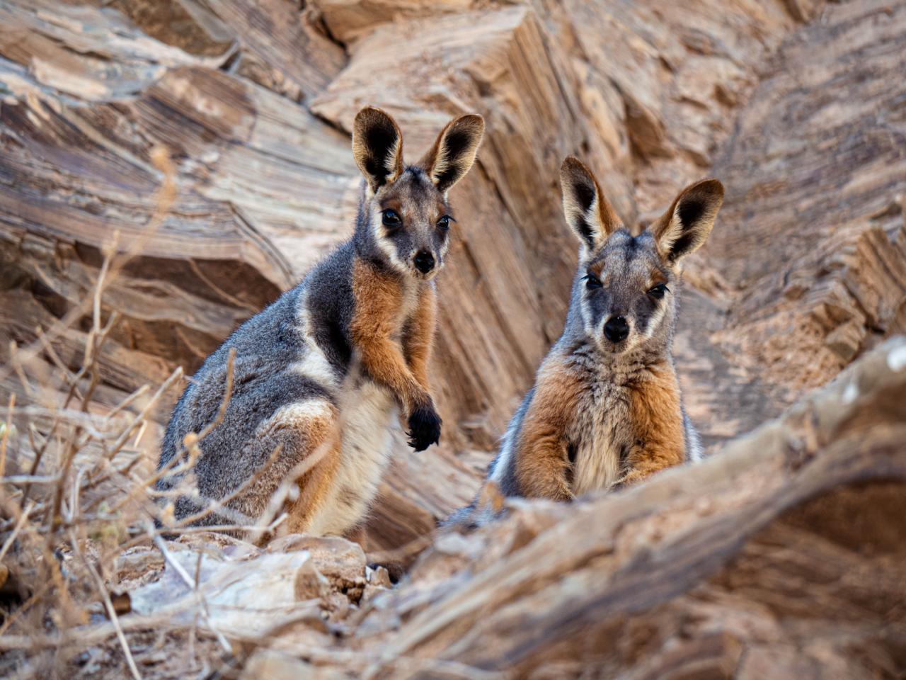 Andu, The Yellow-Legged Rock Wallaby - Terra Cultura Andu, The Yellow-Legged Rock Wallaby - Terra Cultura