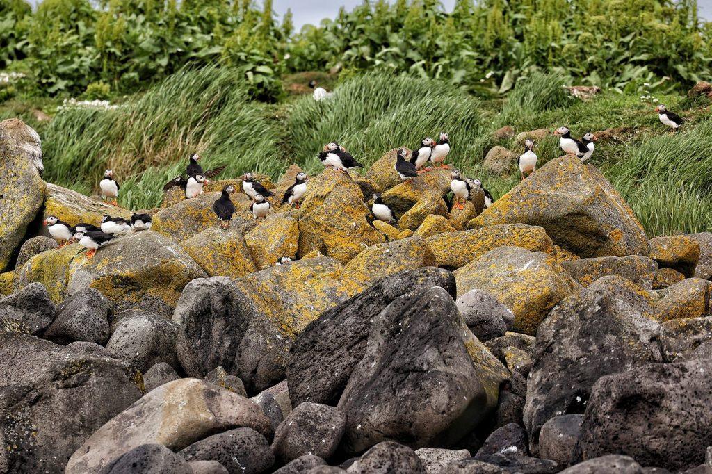 Colonie de macareux perchés sur des rochers recouverts de mousse jaune, typiques des côtes islandaises.