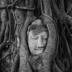 TC-112 — Embraced by Roots