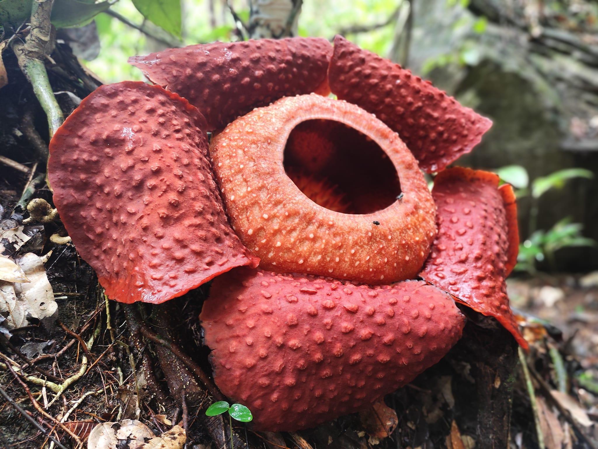 Why Is Rafflesia Called The Largest Flower In The World