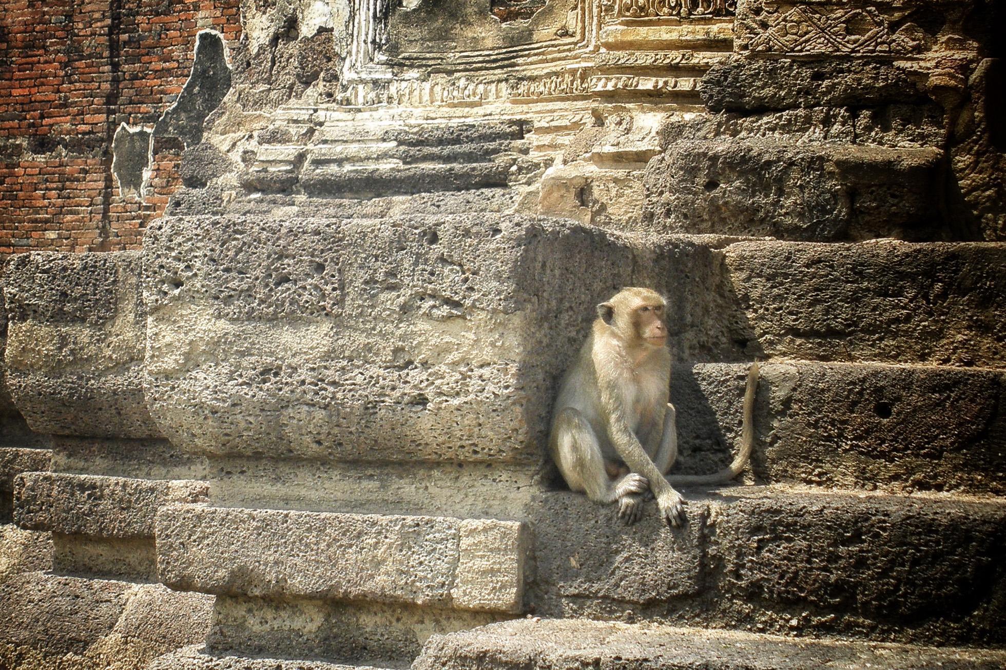 Macaques Crabiers : Habitat, Comportement et Rôle Écologique - Terra ...