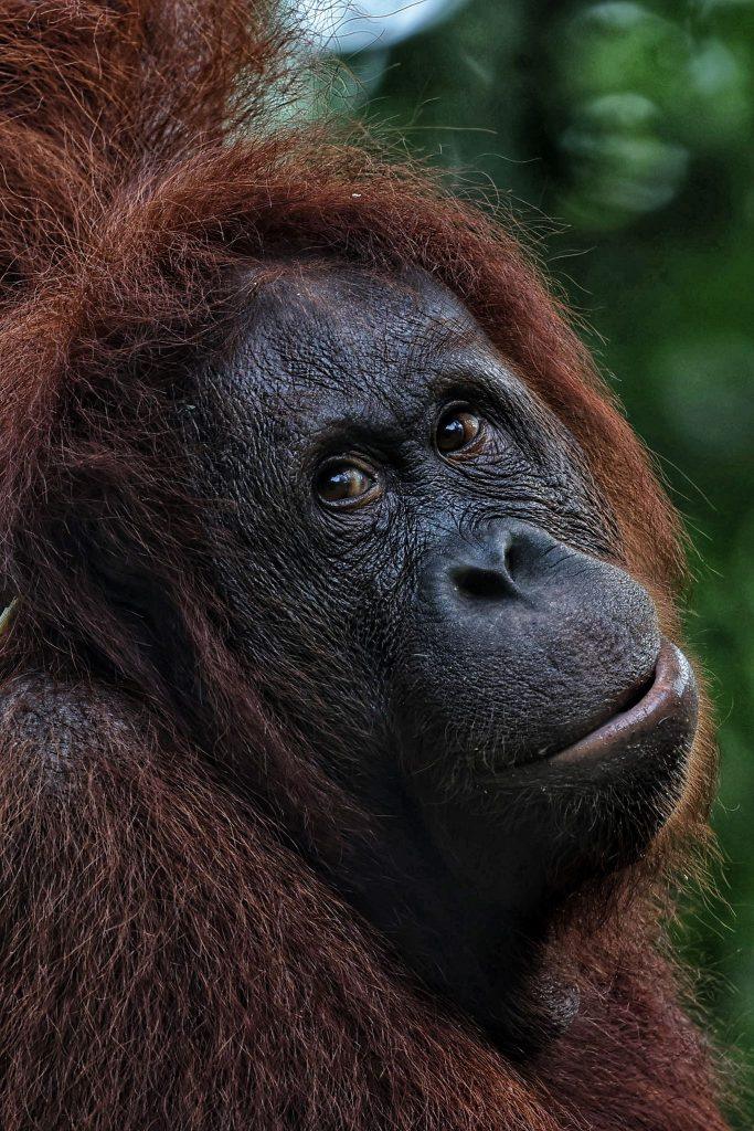 Close-up of a Bornean orangutan, showing its dark facial features, expressive eyes and reddish-brown fur.