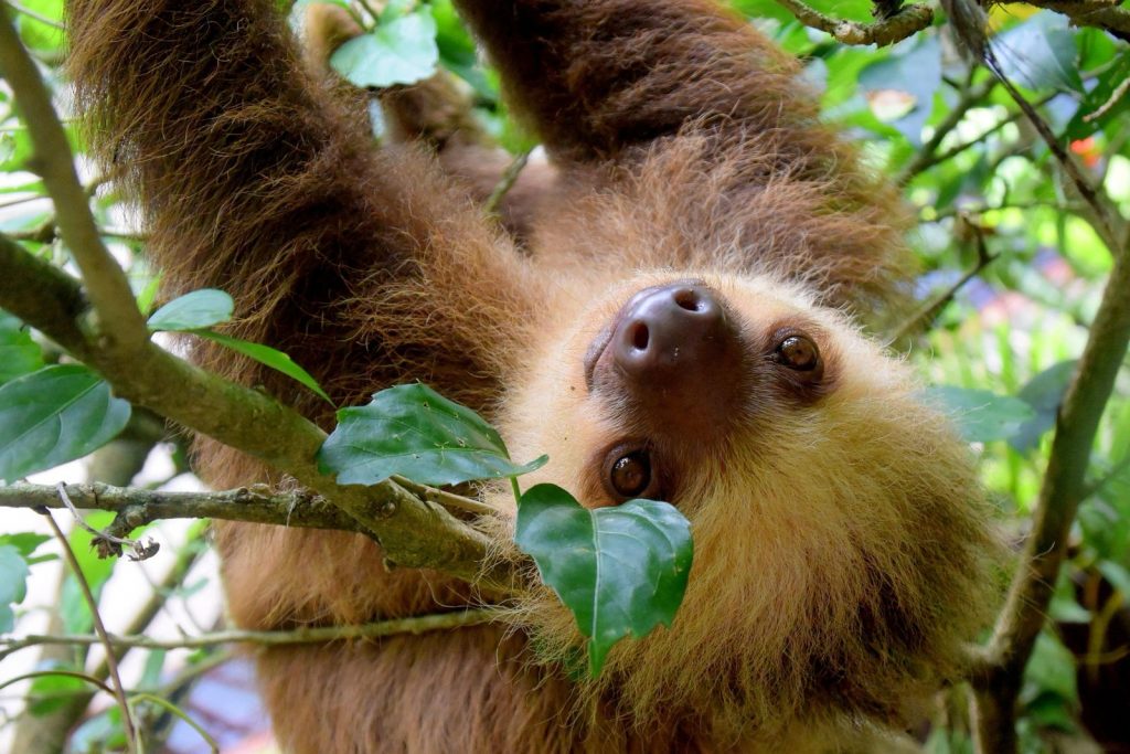Close-up of a two-toed sloth hanging from a tropical tree.