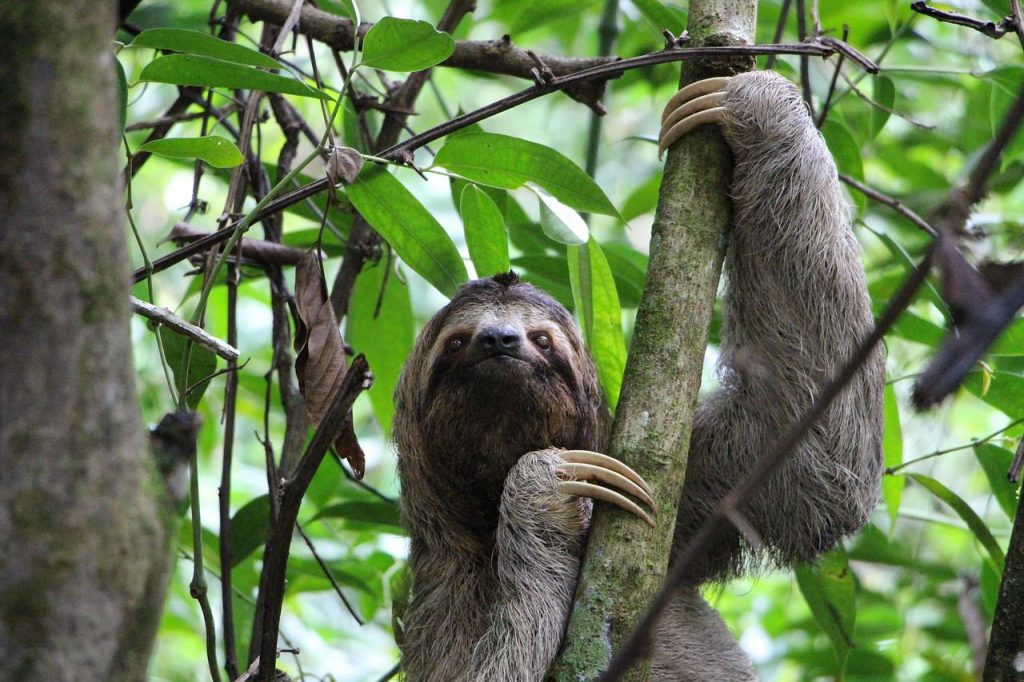 Three-toed sloth hanging from a tree trunk in a tropical rainforest.
