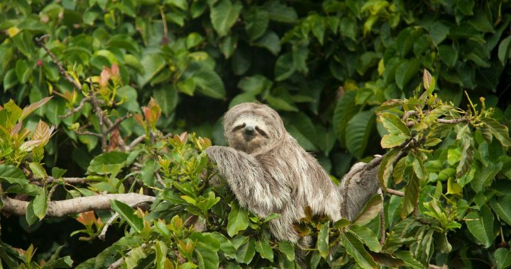 Three-toed sloth resting in the canopy of a South American tropical rainforest.
