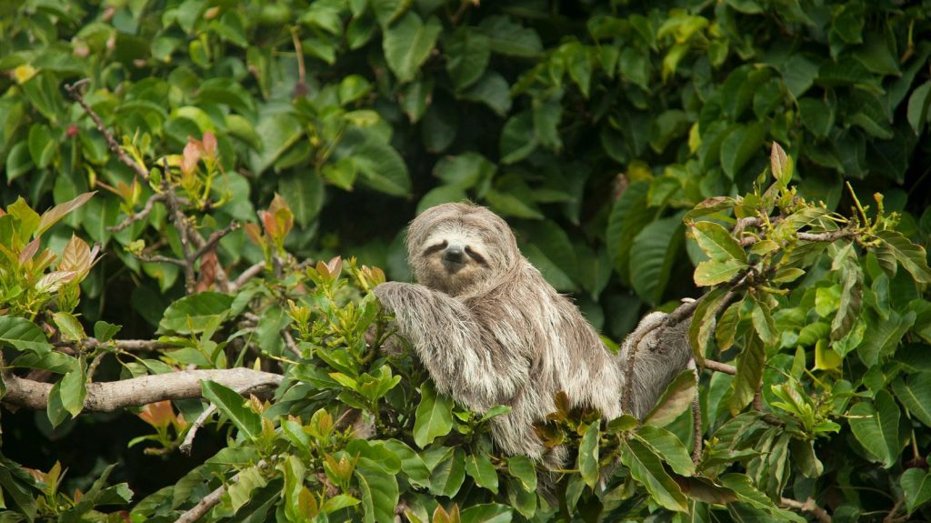 Paresseux à trois doigts au repos dans la canopée d'une forêt tropicale d'Amérique du Sud.