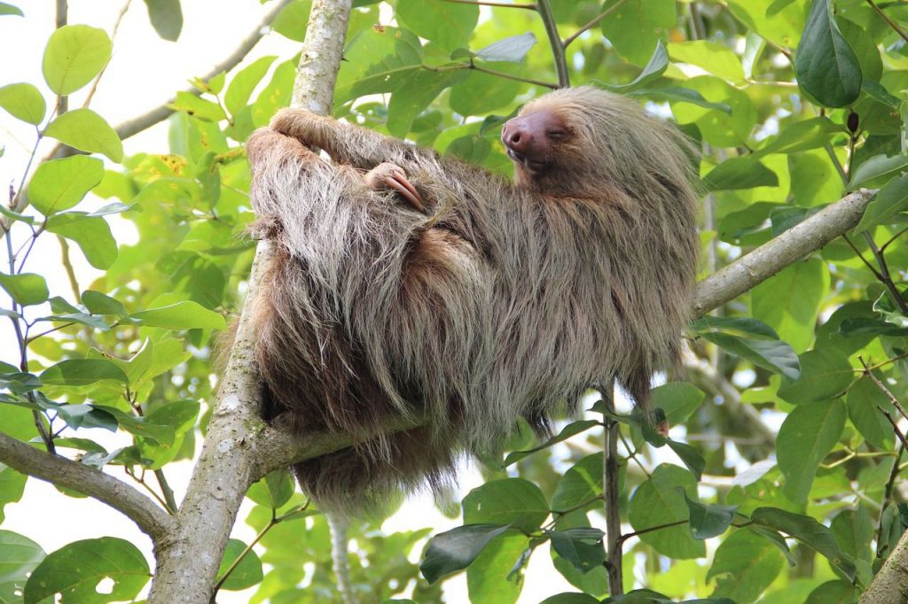 Paresseux à deux doigts grimpant lentement dans un arbre de forêt tropicale.