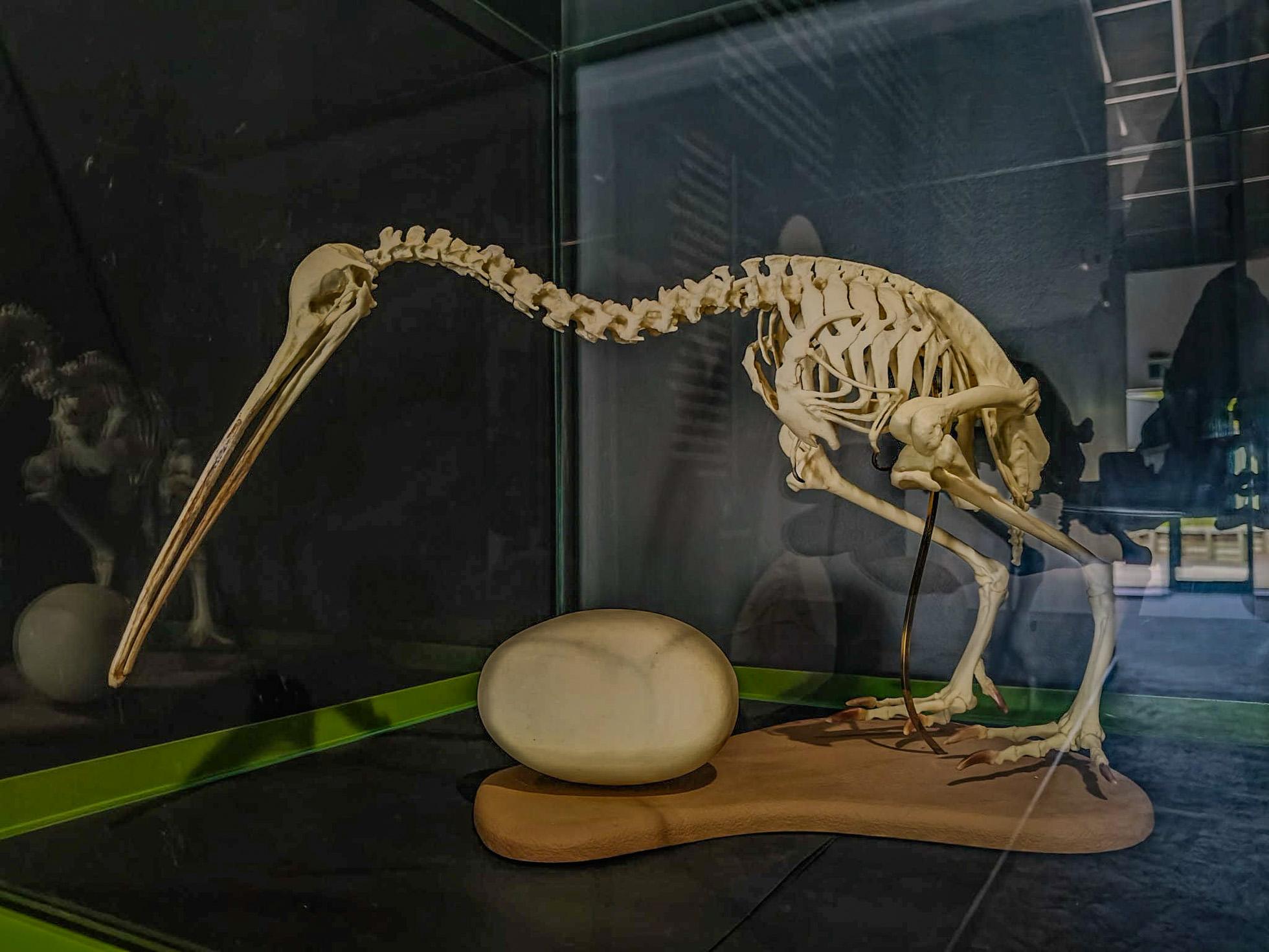 Le Kiwi de NouvelleZélande Un Oiseau Nocturne et Discret Terra Cultura — free download