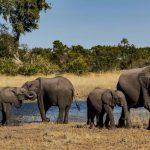 Why Did Botswana Kill 23 Elephants for Independence Day?