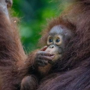 TC-031 — Gentle Presence