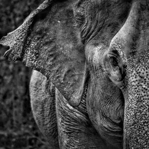 TC-034 — Ancient Presence