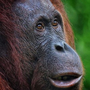 TC-042 — Almost Human