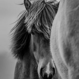 TC-052 — Between Wind and Silence