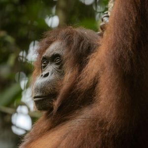 TC-064 — The Forest Within