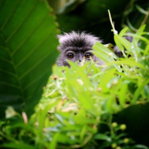 TC-075 — The Forest Watches Back