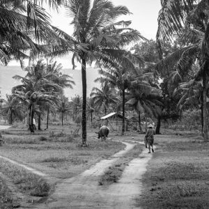 TC-083 — Where the Path Divides