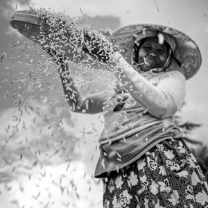 TC-087 — Scattering the Harvest