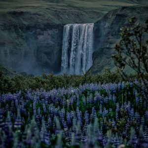 TC-098 — A Fall in Bloom