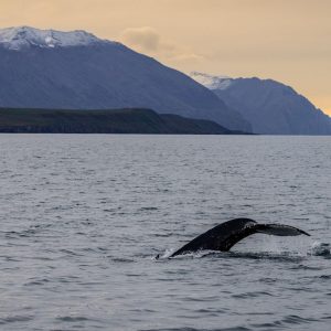 TC-122 — The Quiet of the Deep