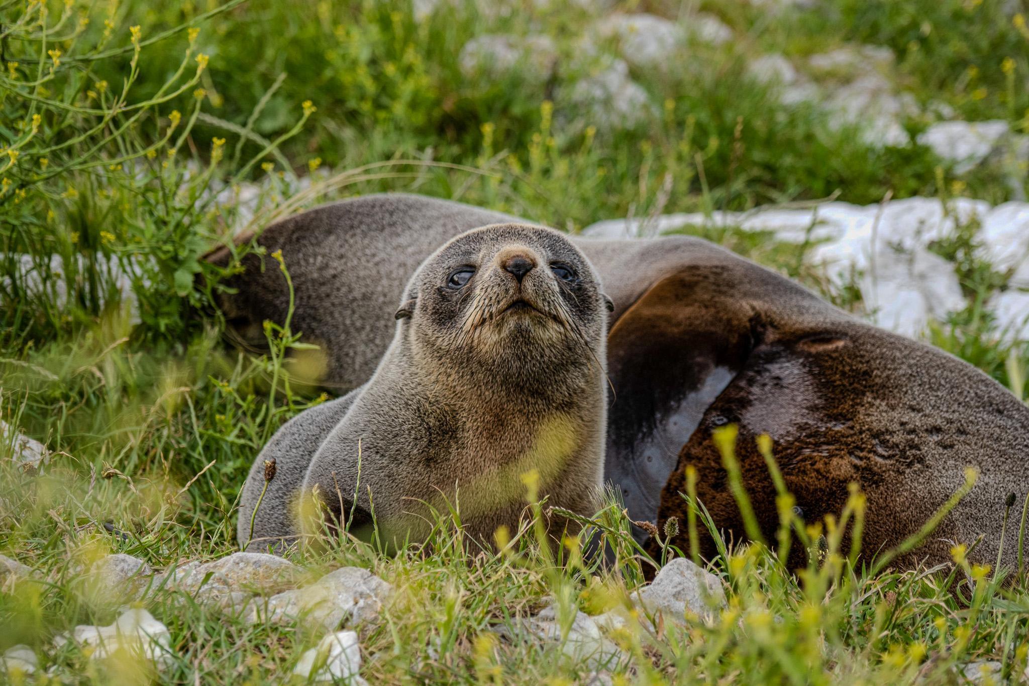 New Zealand sea lions - Terra Cultura