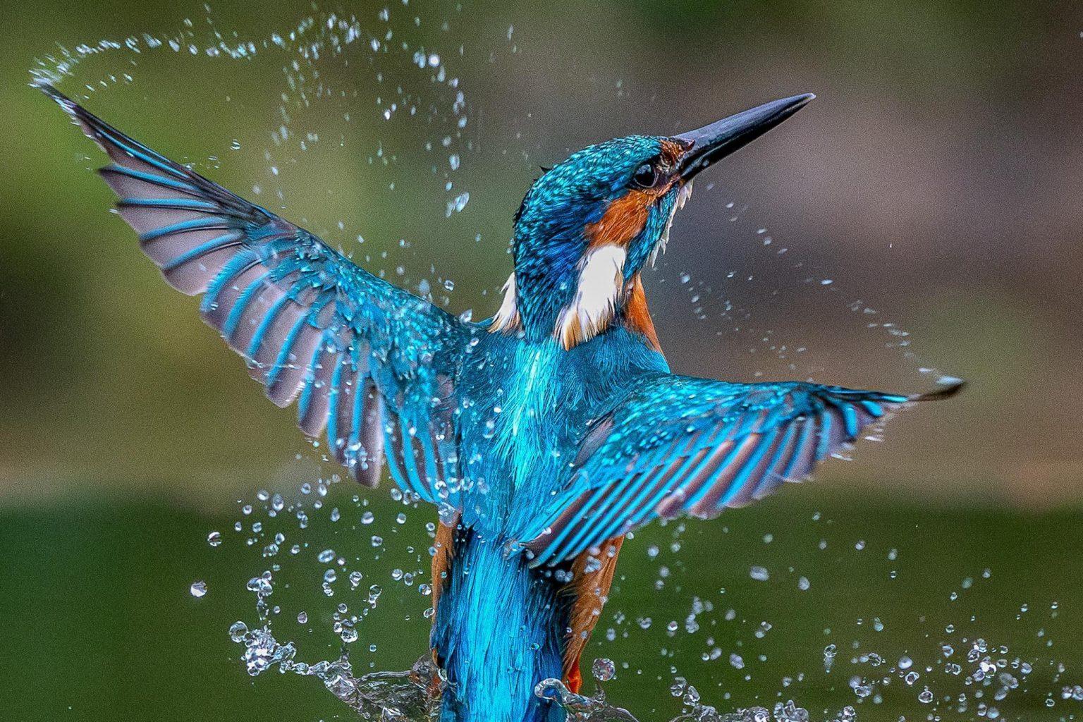 Le Martin-Pêcheur d’Europe : éclat bleu sur les rivières sauvages