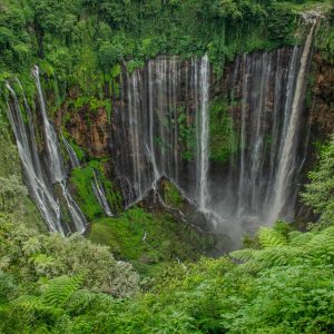 TC-113 — Where the Forest Falls