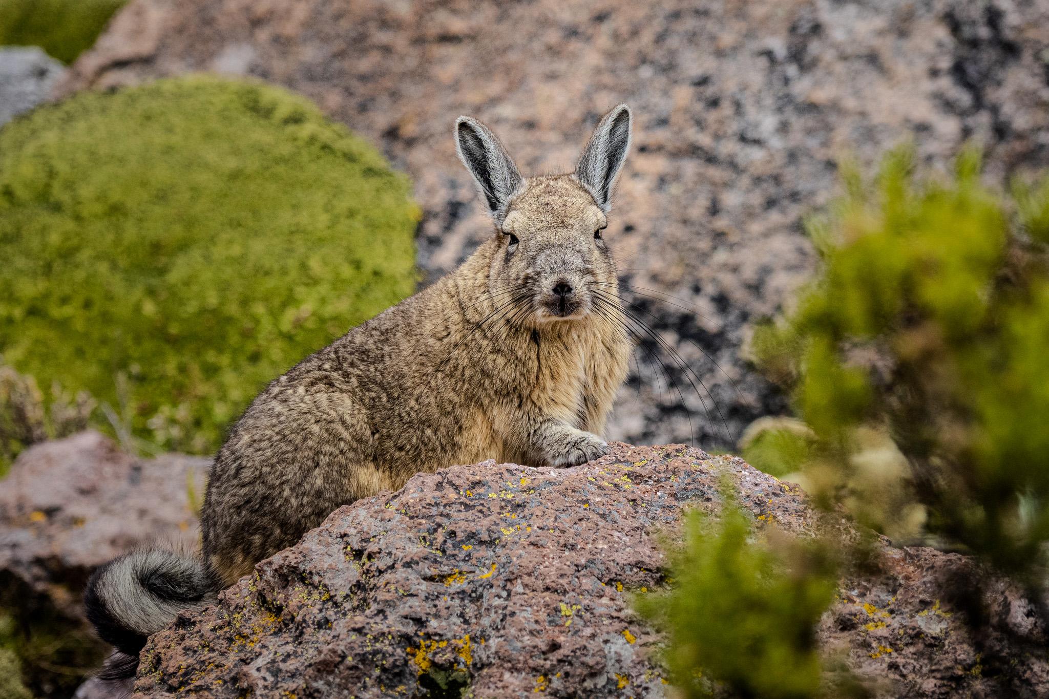 Viscacha, the Silent Watcher of the Andes - Terra Cultura