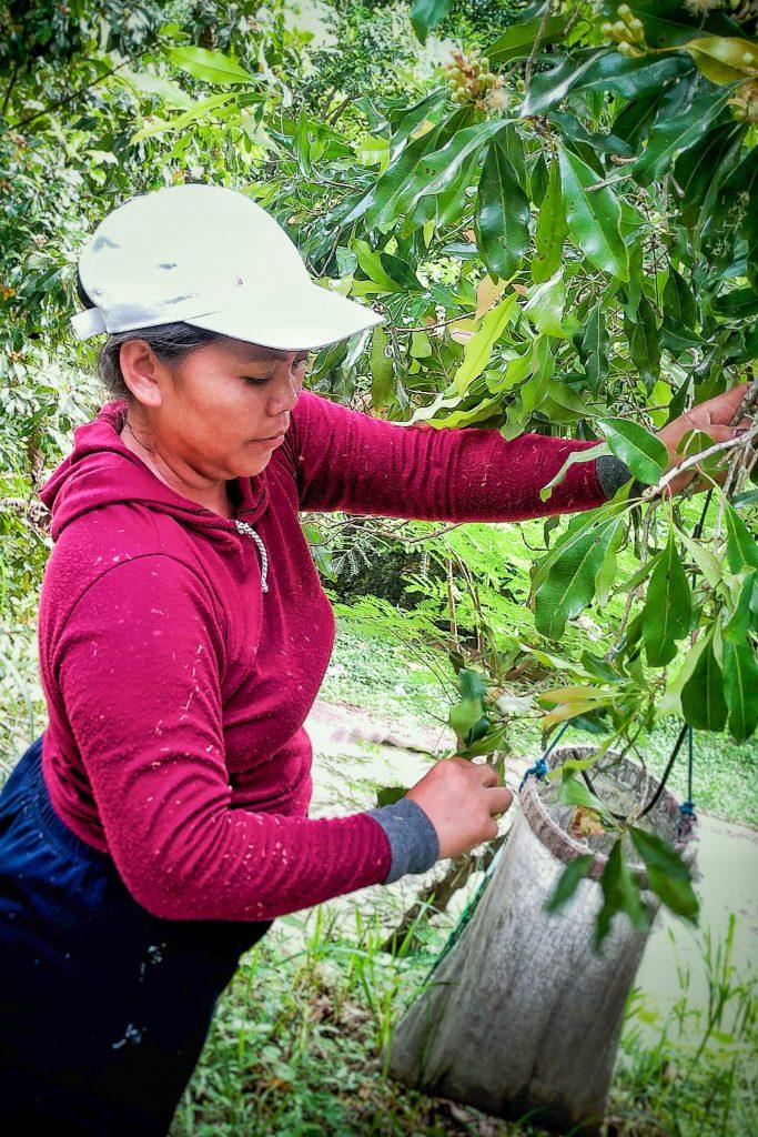 Woman harvesting cloves on a plantation in Bali.