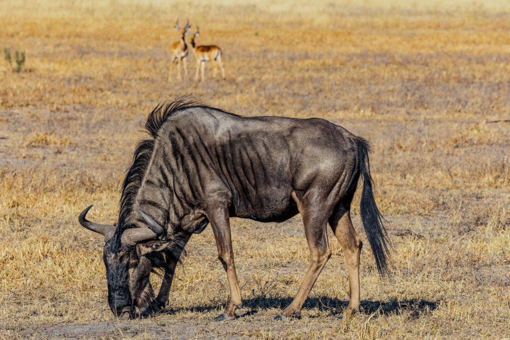 A blue wildebeest grazing in the African savannah with two antelopes visible in the background.