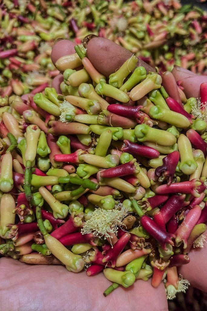 Colorful cloves just after picking, still fresh, placed in the grower's hand.