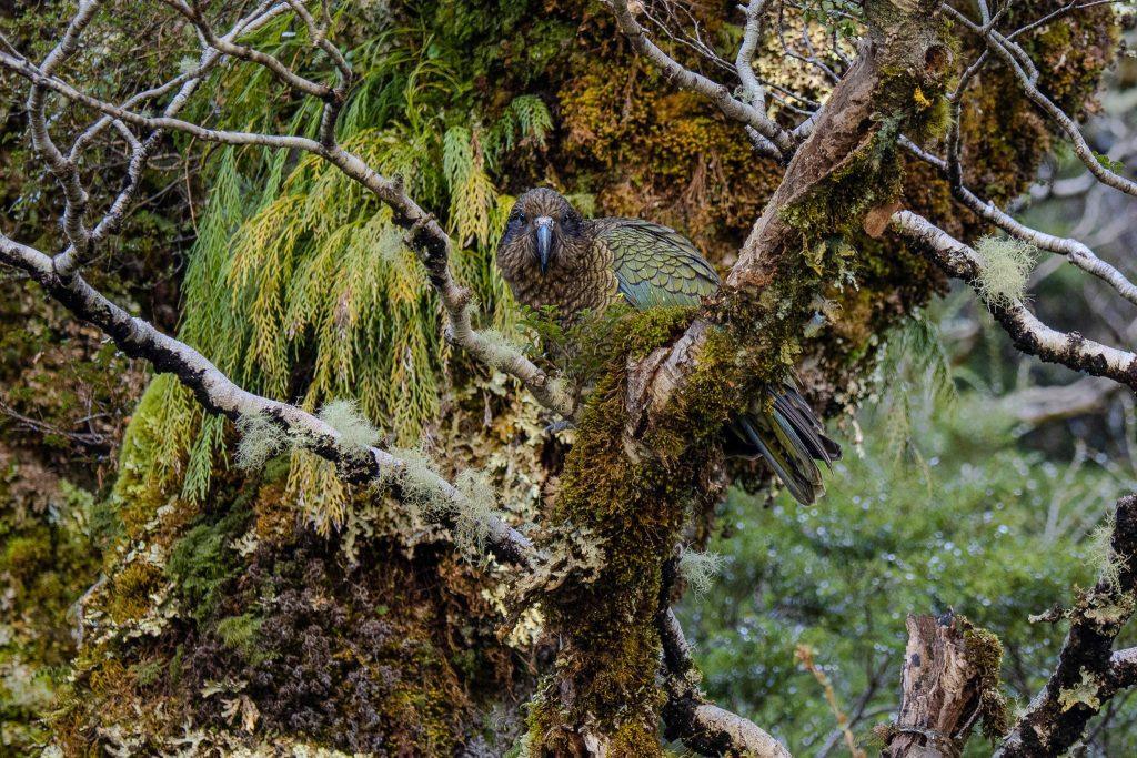 Kéa perché sur une branche couverte de mousse dans la forêt alpine de Nouvelle-Zélande.