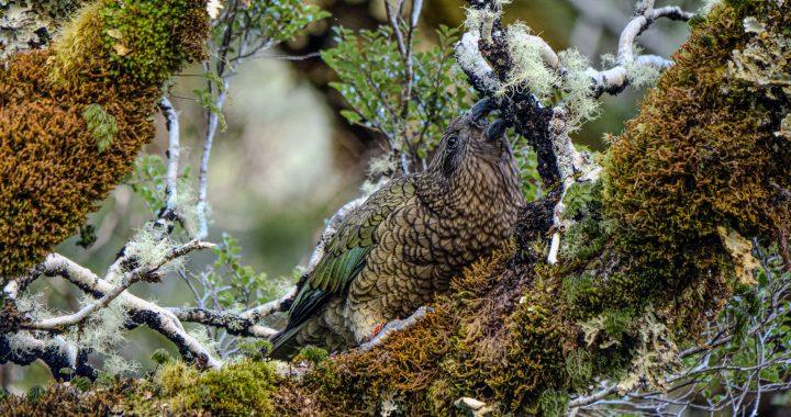 Kea Parrot: The Intelligence of New Zealand’s Alpine Heights