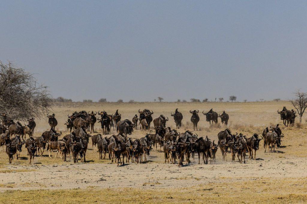 A herd of wildebeest advances across the dry savannah, kicking up dust along the way.