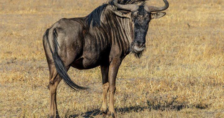 The Blue Wildebeest, Sentinel of the African Savannas