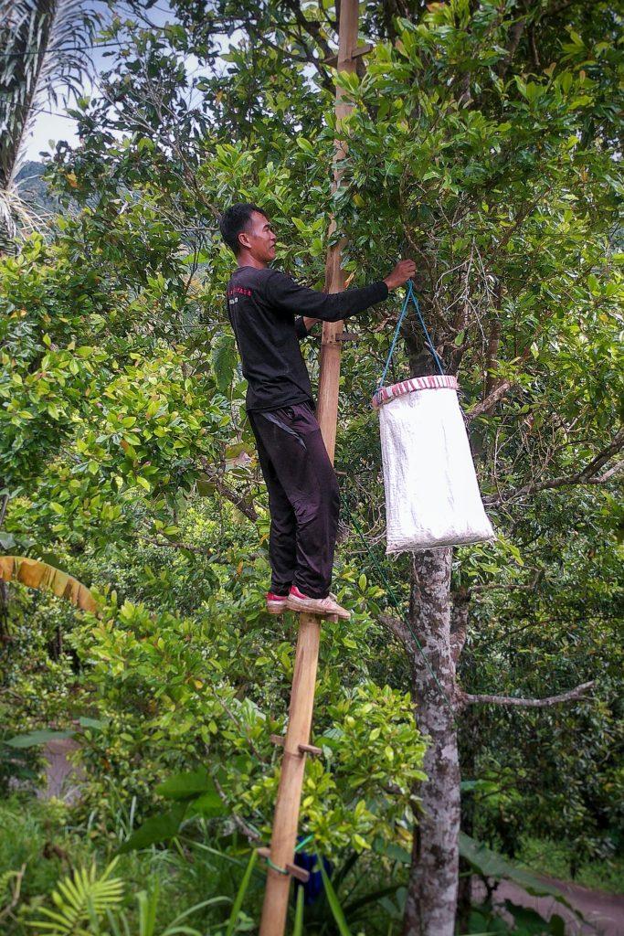 Balinese picker on a bamboo ladder harvesting cloves by hand.