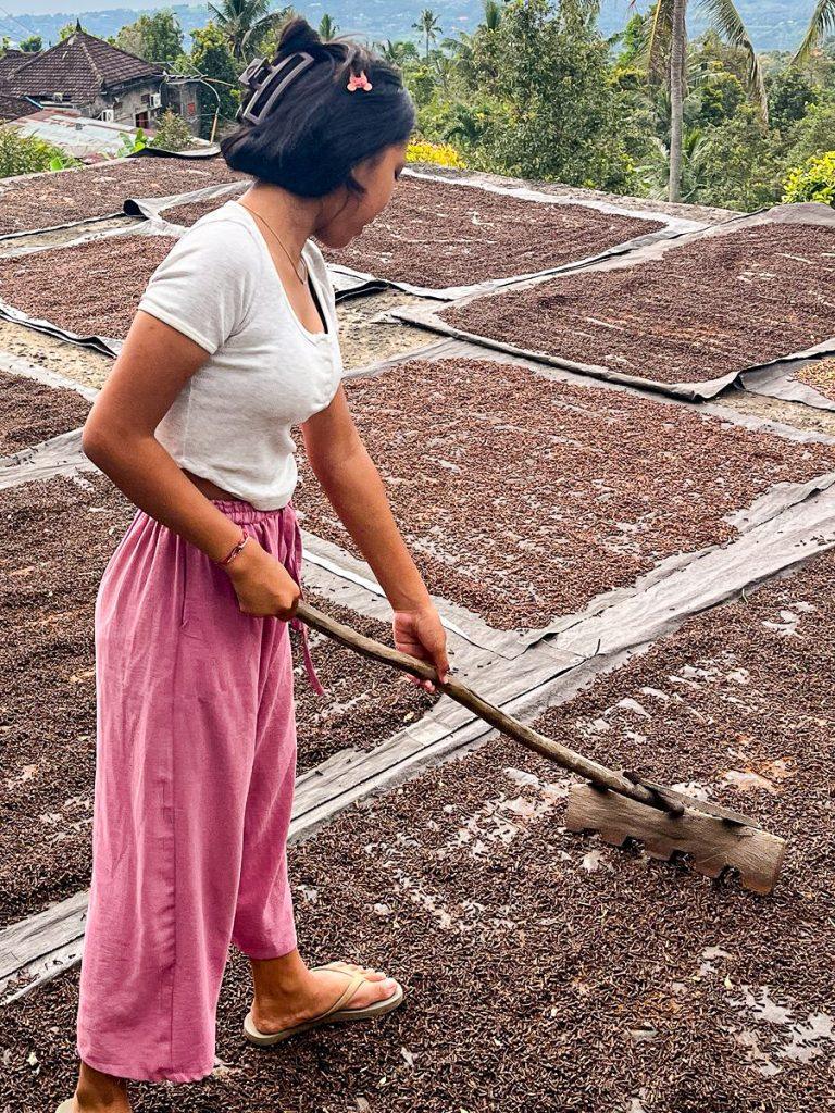 Young woman spreading cloves on a roof to dry in the sun, in Bali.