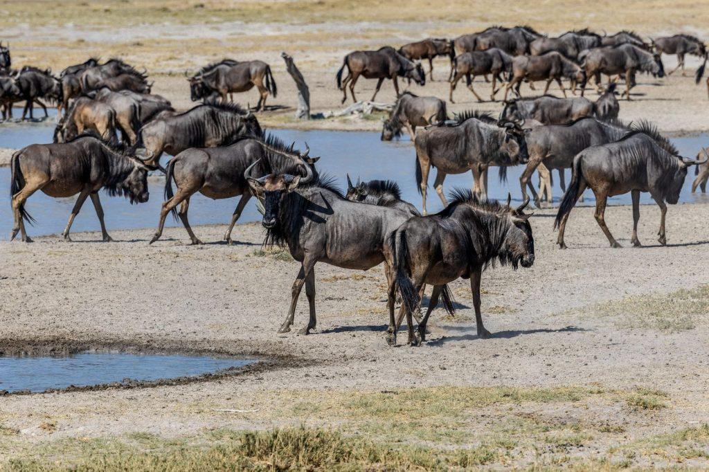 A herd of blue wildebeests drink and move around a waterhole in the savannah.