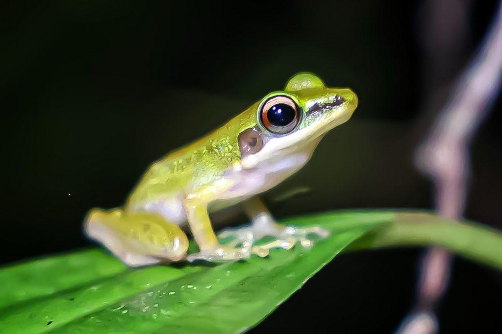 Green tree frog on a leaf, with a dark background.