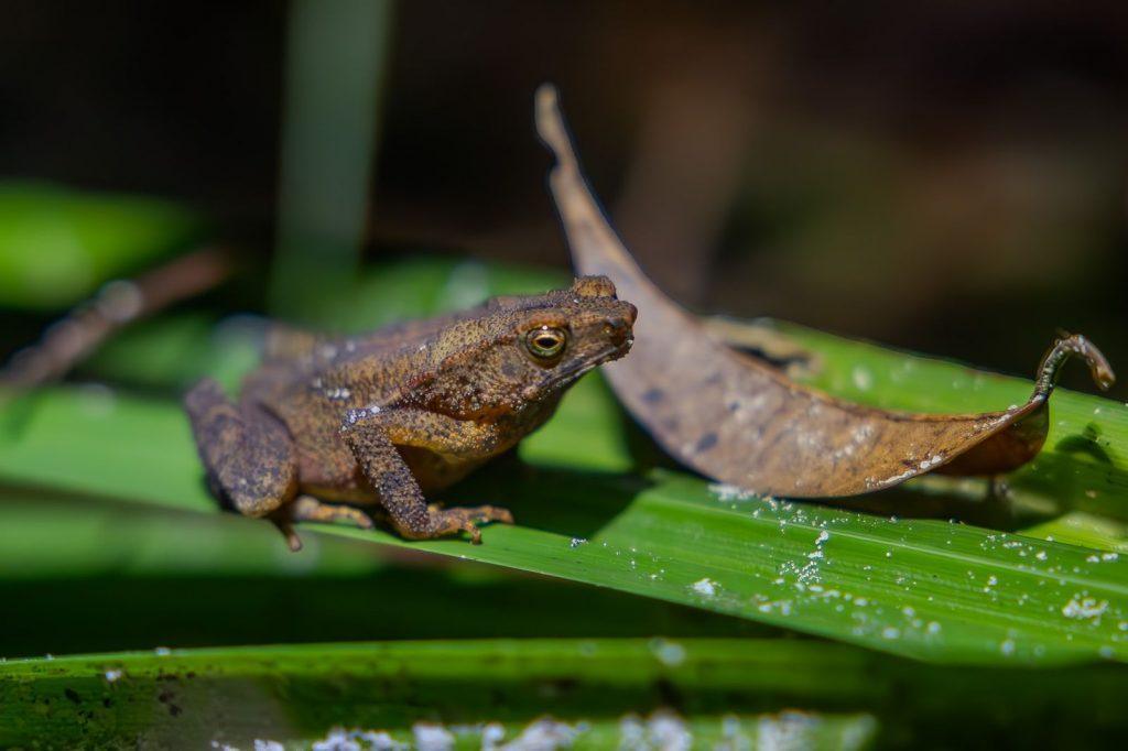 Grenouille brune posée sur une feuille verte, une feuille sèche en arrière-plan.