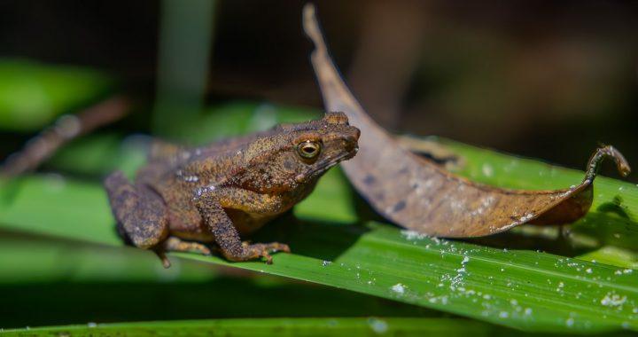 Frogs, revealing a changing world