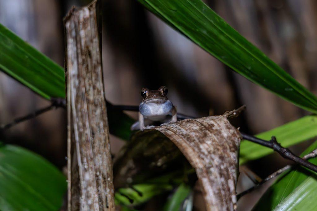 Frog facing forward, sitting on a dry leaf among green stems and leaves.