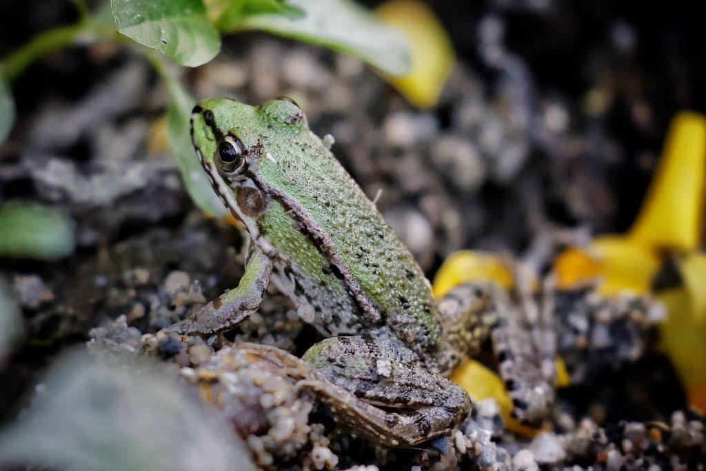 Close-up of a green frog resting on damp forest ground.