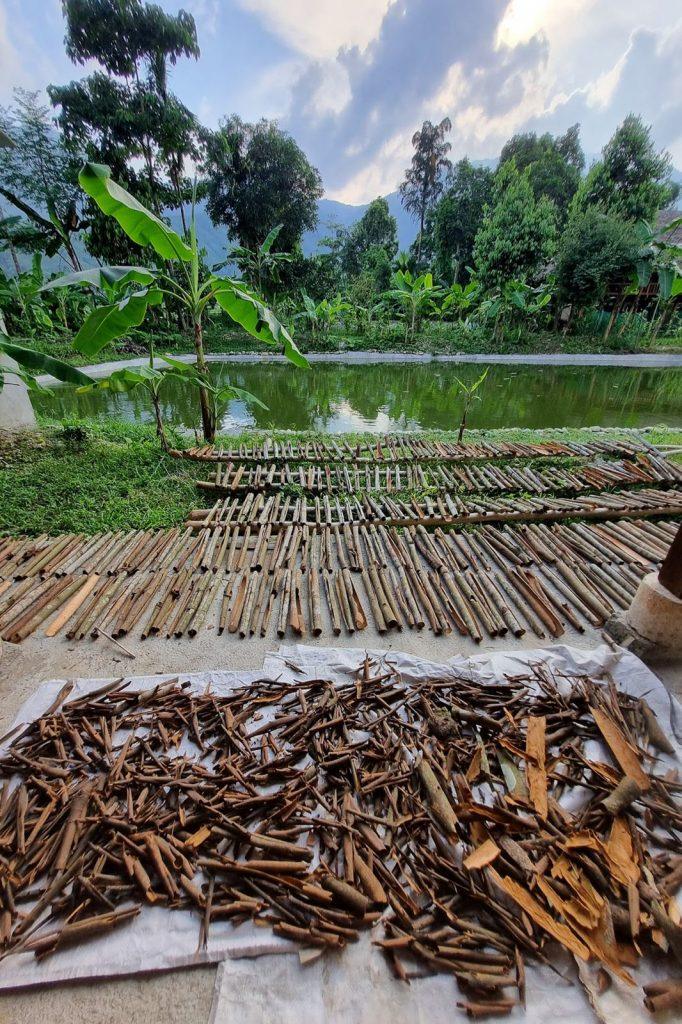 Cinnamon bark drying in front of a pond in a rural village in Vietnam
