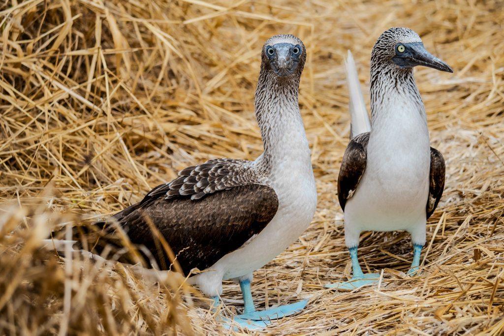two Galapagos gannets standing on a straw floor, observing their surroundings