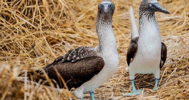 deux fous de Bassan des Galápagos debout sur un sol de paille, observant autour d’eux