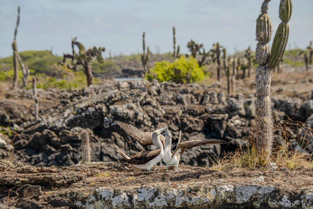 couple de fous de Bassan des Galápagos exécutant une danse nuptiale sur des roches volcaniques entourées de cactus