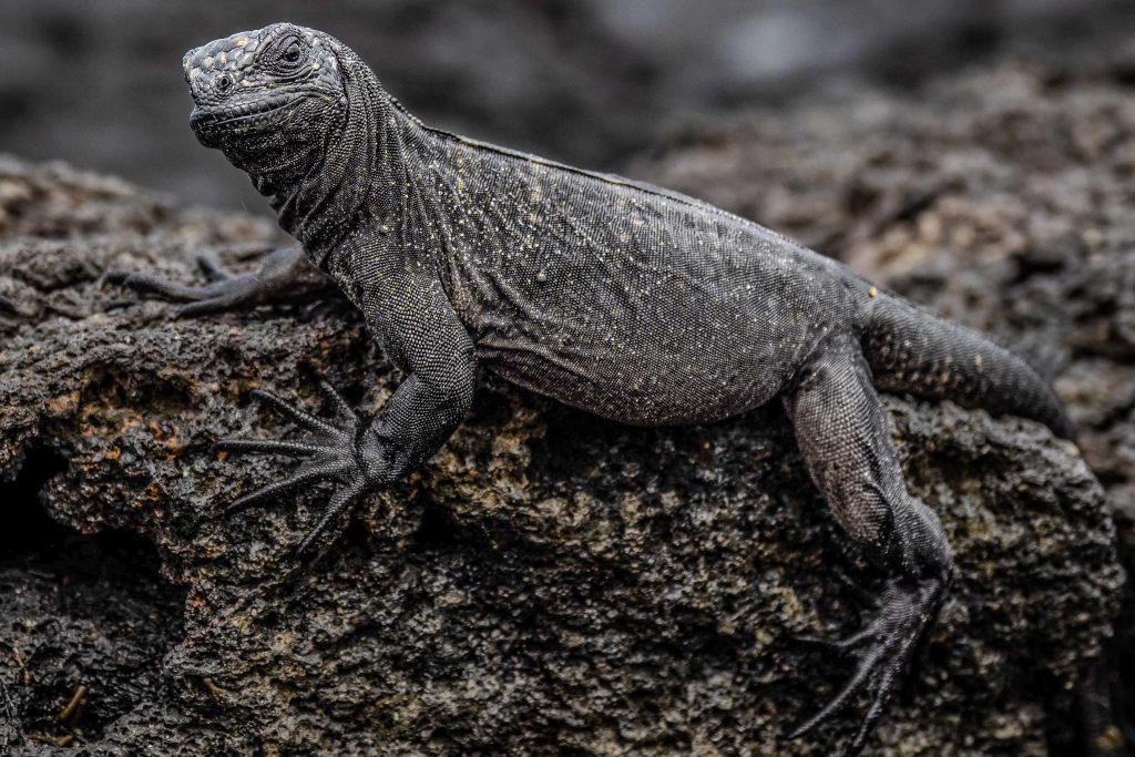 Un jeune iguane marin immobile sur une roche sombre, sa peau texturée contrastant avec le basalte humide.